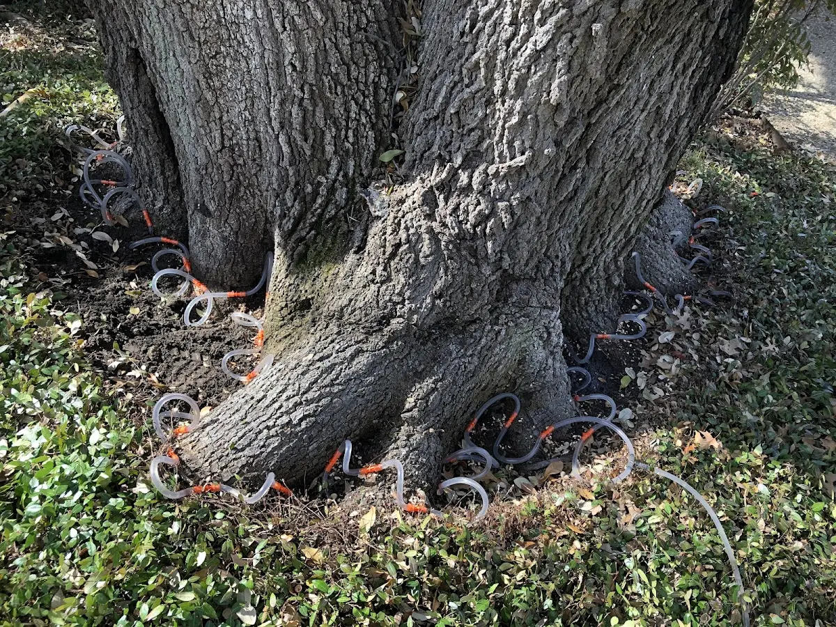 Detailed Tree Cabling and Bracing job site in New Castle
